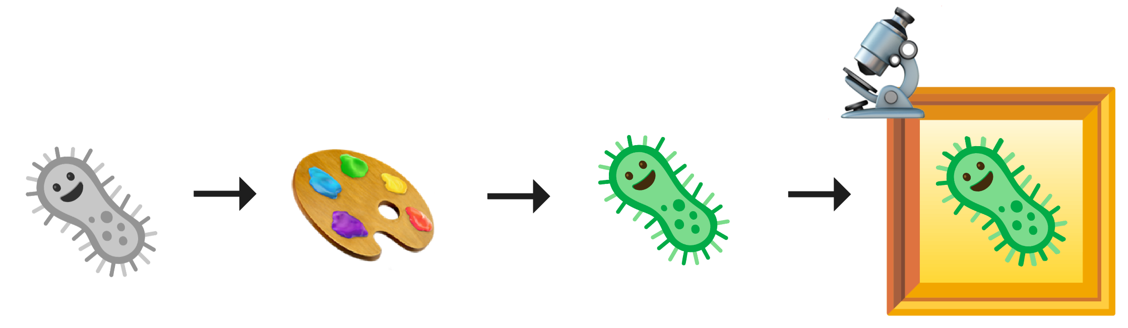 Image showing cells being stained and captured as images using a microscope.